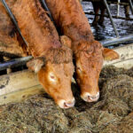 Factories urged to ‘take longer term view on beef prices’