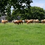 Dwindling numbers of feeder cattle forcing factories to halt beef price pulls
